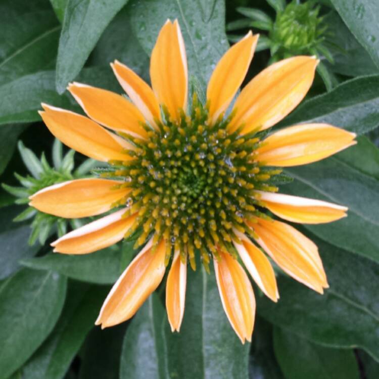 Plant image Echinacea 'Cheyenne Spirit' (Orange)