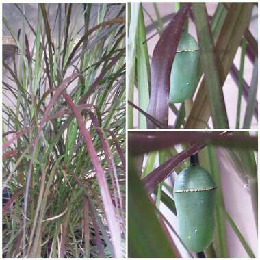 Pennisetum alopecuroides var. 'Viridescens'