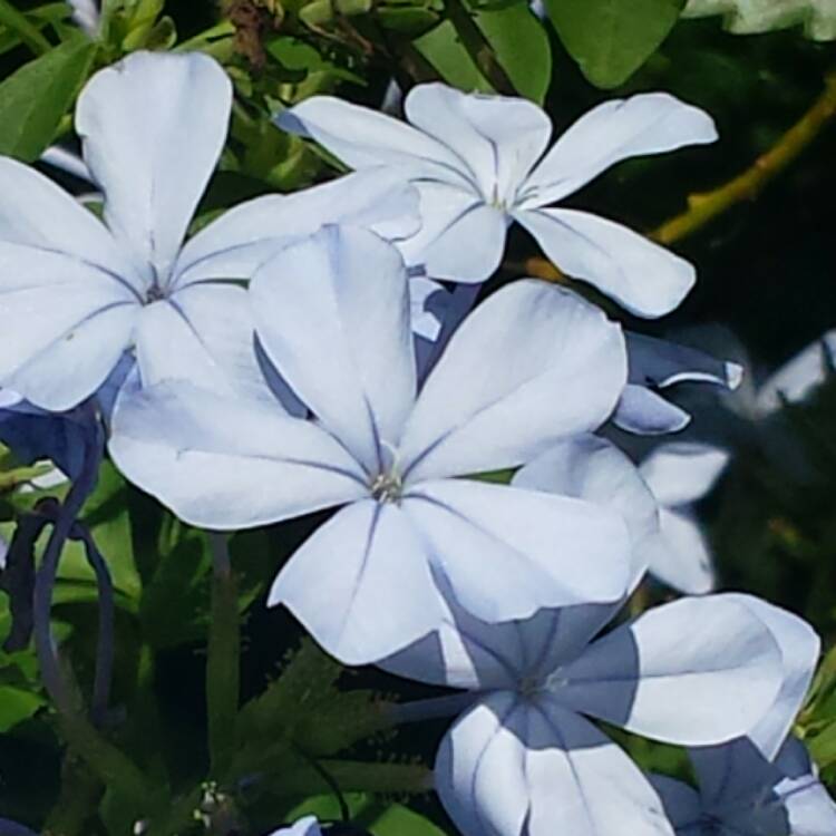 Plant image Plumbago auriculata  syn. Plumbago capensis