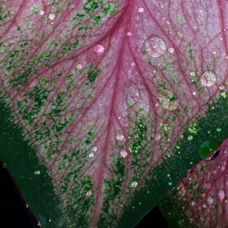 Plant image Caladium hortulanum 'Pink Cloud'