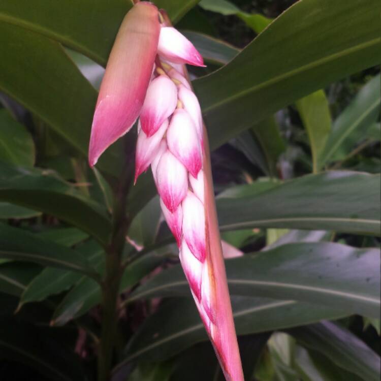 Plant image Alpinia zerumbet 'Variegata'