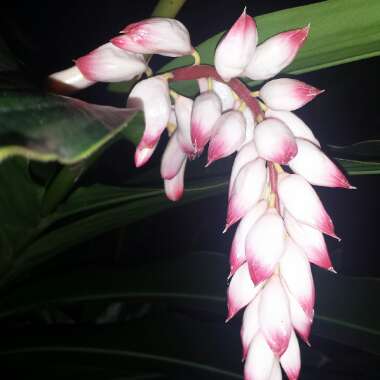 Alpinia zerumbet 'Variegata'