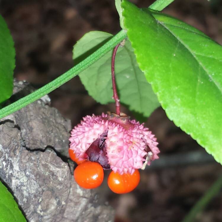 Plant image Euonymus americanus