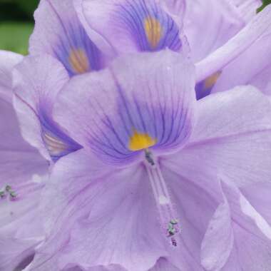 Eichhornia crassipes