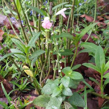 Salvia Coccinea