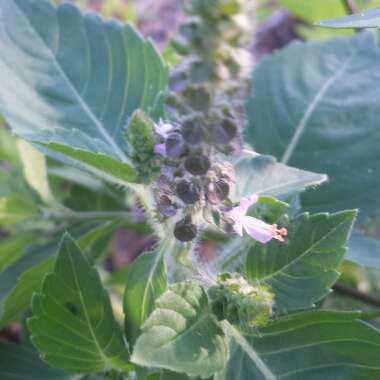 Ocimum basilicum