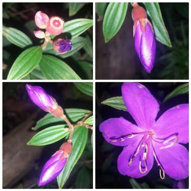 Tibouchina urvilleana