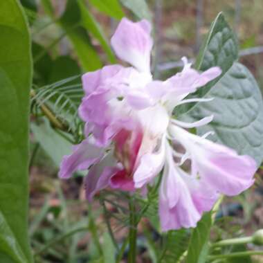 Ipomoea Hybrid