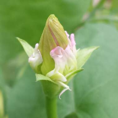 Ipomoea Hybrid