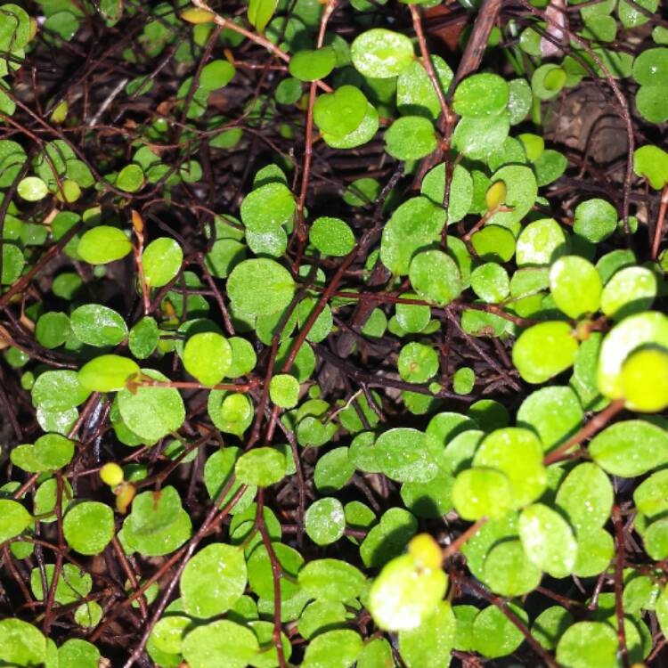 Plant image Muehlenbeckia axillaris