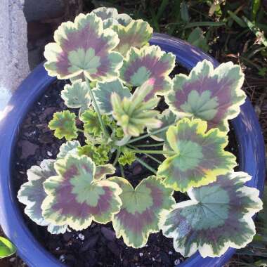 Pelargonium 'Mrs Pollock'