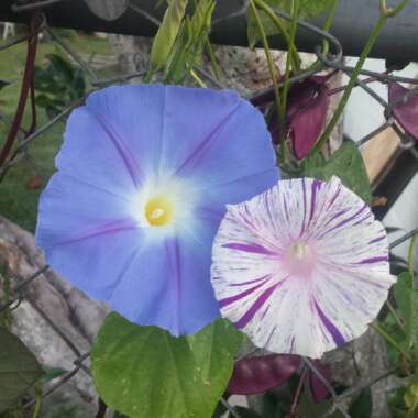 Ipomoea