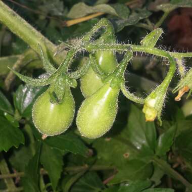 Solanum Lycopersicum 'Yellow Pear'