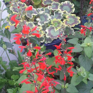 Salvia Coccinea