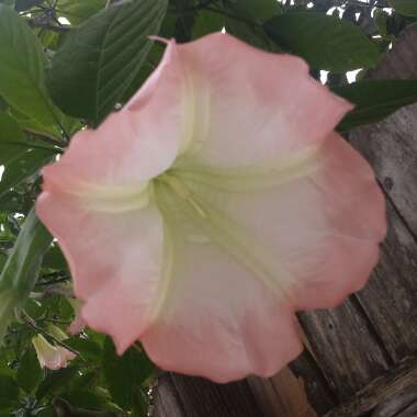 Brugmansia