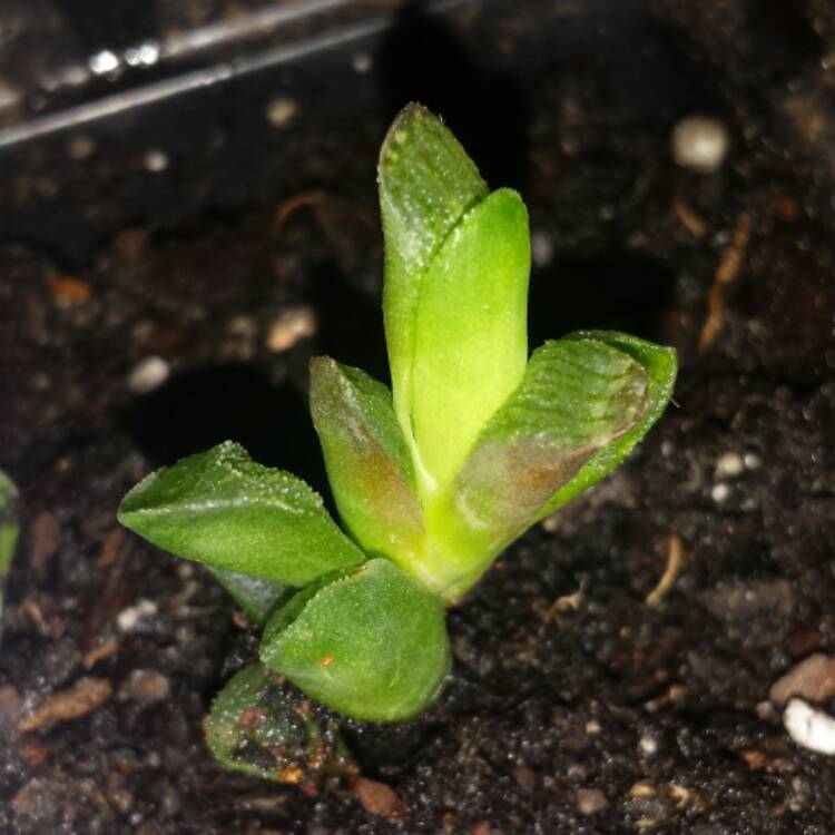 Plant image Haworthia Emelyae