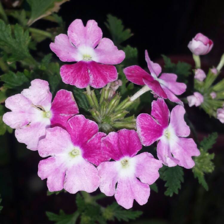 Plant image Verbena 'Flagdena' syn. Verbena 'Lanai Pink Twister'