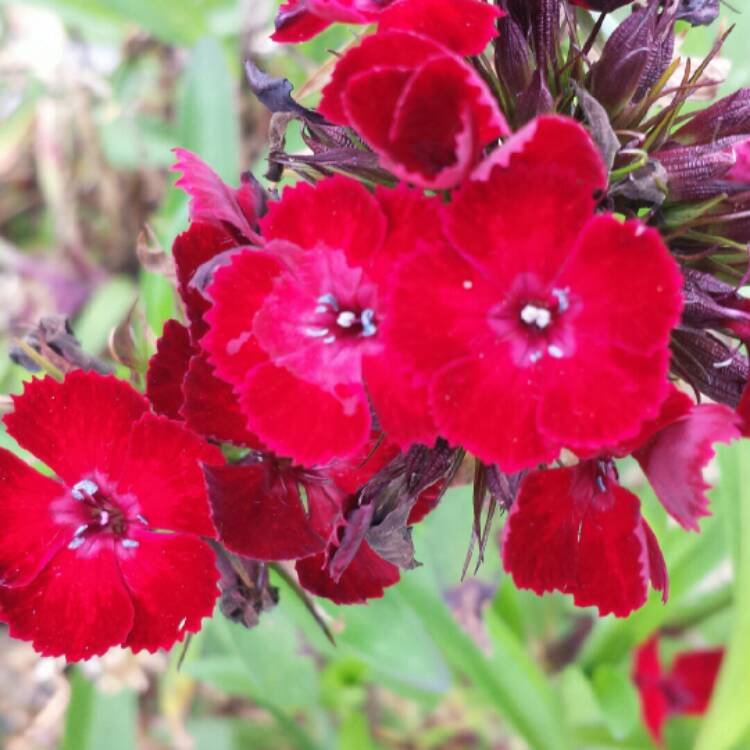 Plant image Dianthus barbatus 'Dash Crimson'