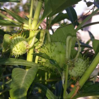 Gomphocarpus 'Hairy Balls'