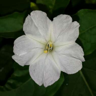 Mirabilis jalapa