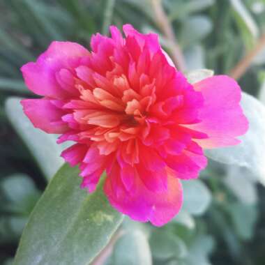 Portulaca oleracea