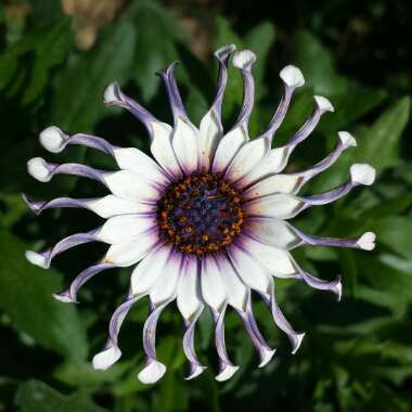 Osteospermum 'Pink Whirls'