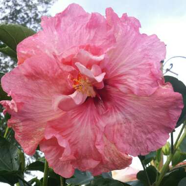 Hibiscus rosa-sinensis