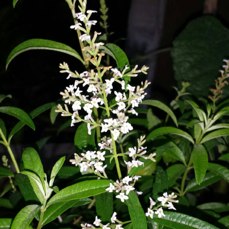 Plant image Aloysia citrodora syn. Aloysia triphylla