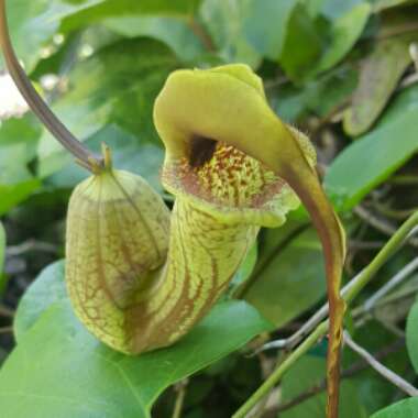 Aristolochia trilobata