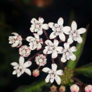 Asclepias perennis