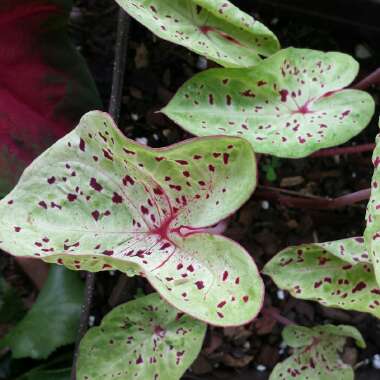 Caladium hortulanum 'Miss Muffet'