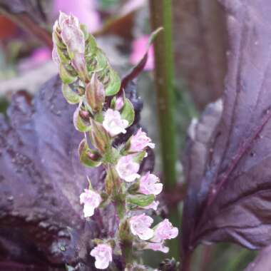 Ocimum basilicum var. purpurascens