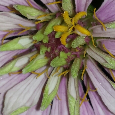 plant image 704753