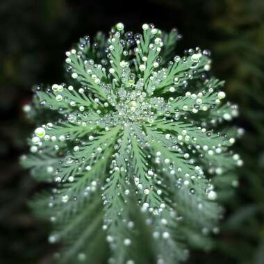 Myriophyllum aquaticum