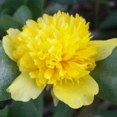 Portulaca oleracea