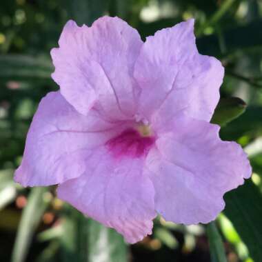 Ruellia Brittoniana