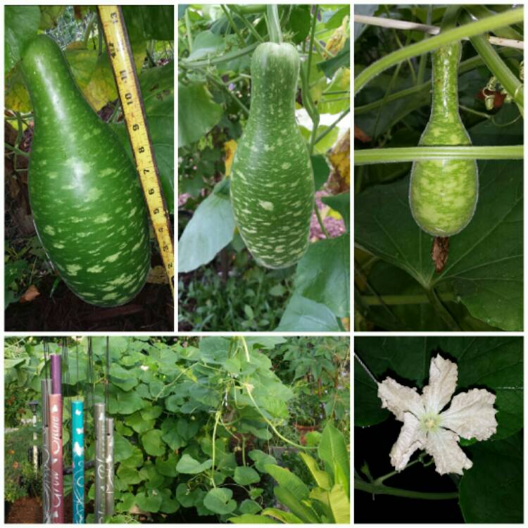 Plant image Cucurbita