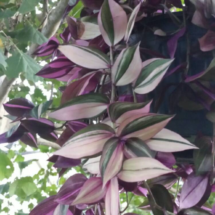 Plant image Callisia repens 'Variegata'