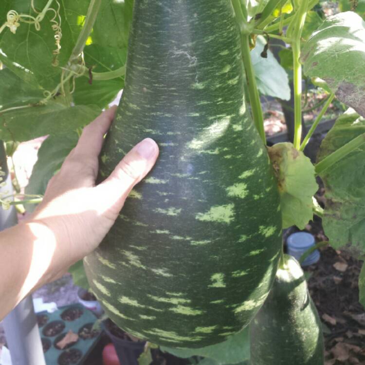 Plant image Cucurbita