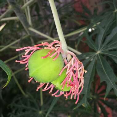 Jatropha multifida