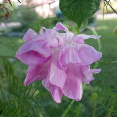 Ipomoea purpurea 'Split Second'