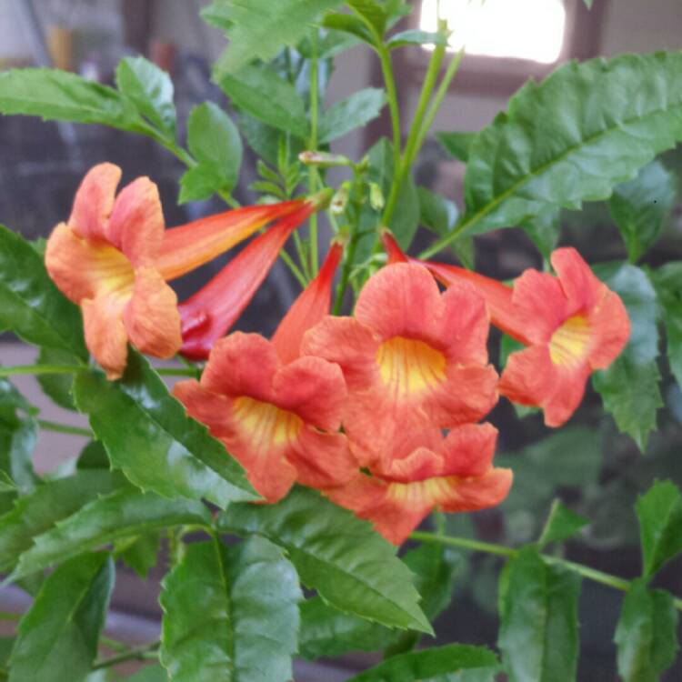 Tecoma Stans 'Bells Of Fire', Yellow Trumpetbush 'Bells Of Fire ...