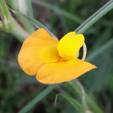 Arachis hypogaea