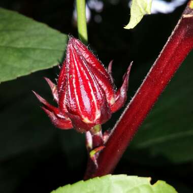 Hibiscus sabdariffa