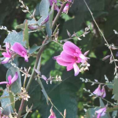 Lespedeza Thunbergii