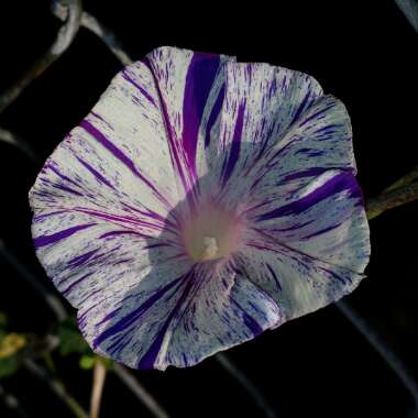 Ipomoea Purpurea Carnevale Di Venezia