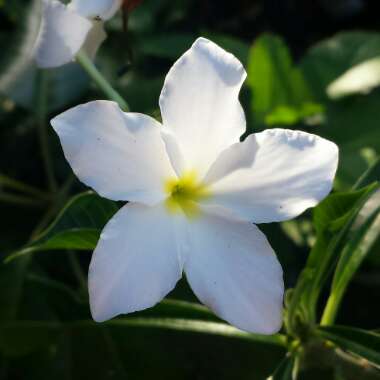 Plumeria pudica