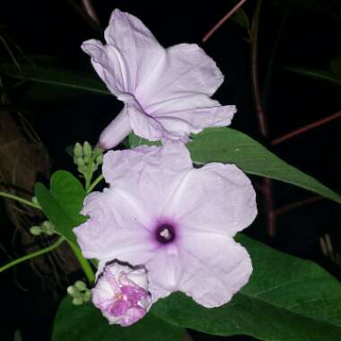 Ipomoea carnea