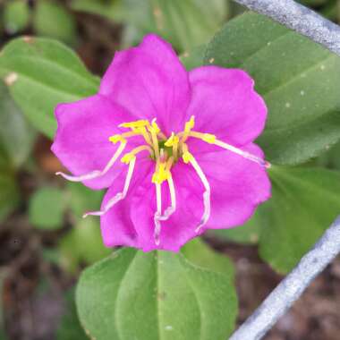 Centradenia floribunda