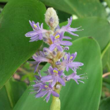 Pontederia cordata